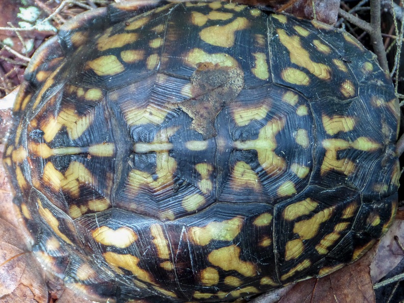 Empty turtle shell.jpg